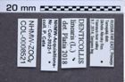 Etiketten zu Denticollis linearis (Linnaeus, 1758) (NHMW-ZOO-COL-0008521)